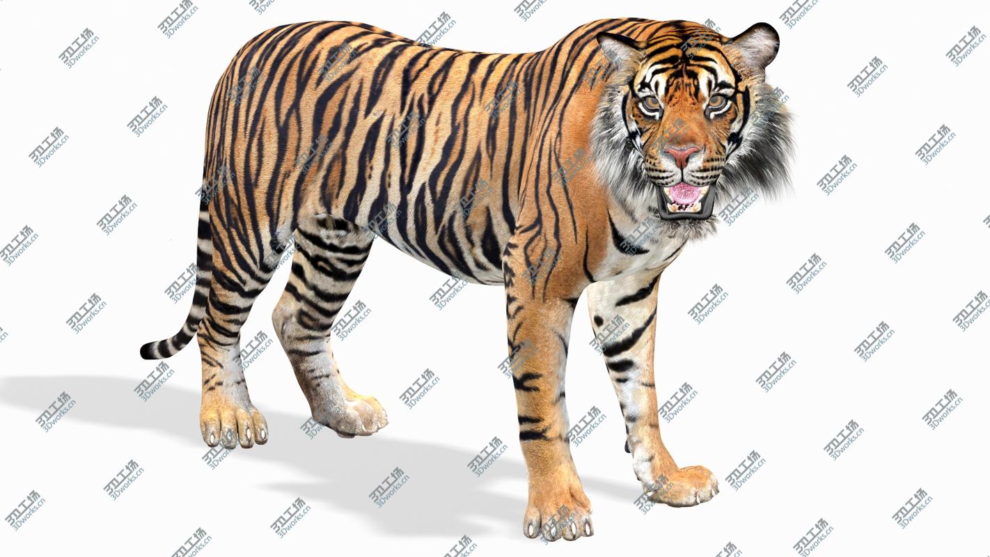 images/goods_img/202105071/Tiger Rigged (2) 3D model/2.jpg
